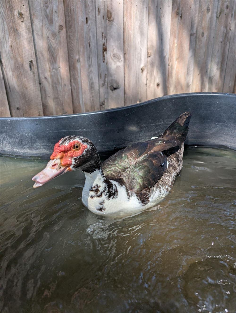 Photo of Lady Quackington