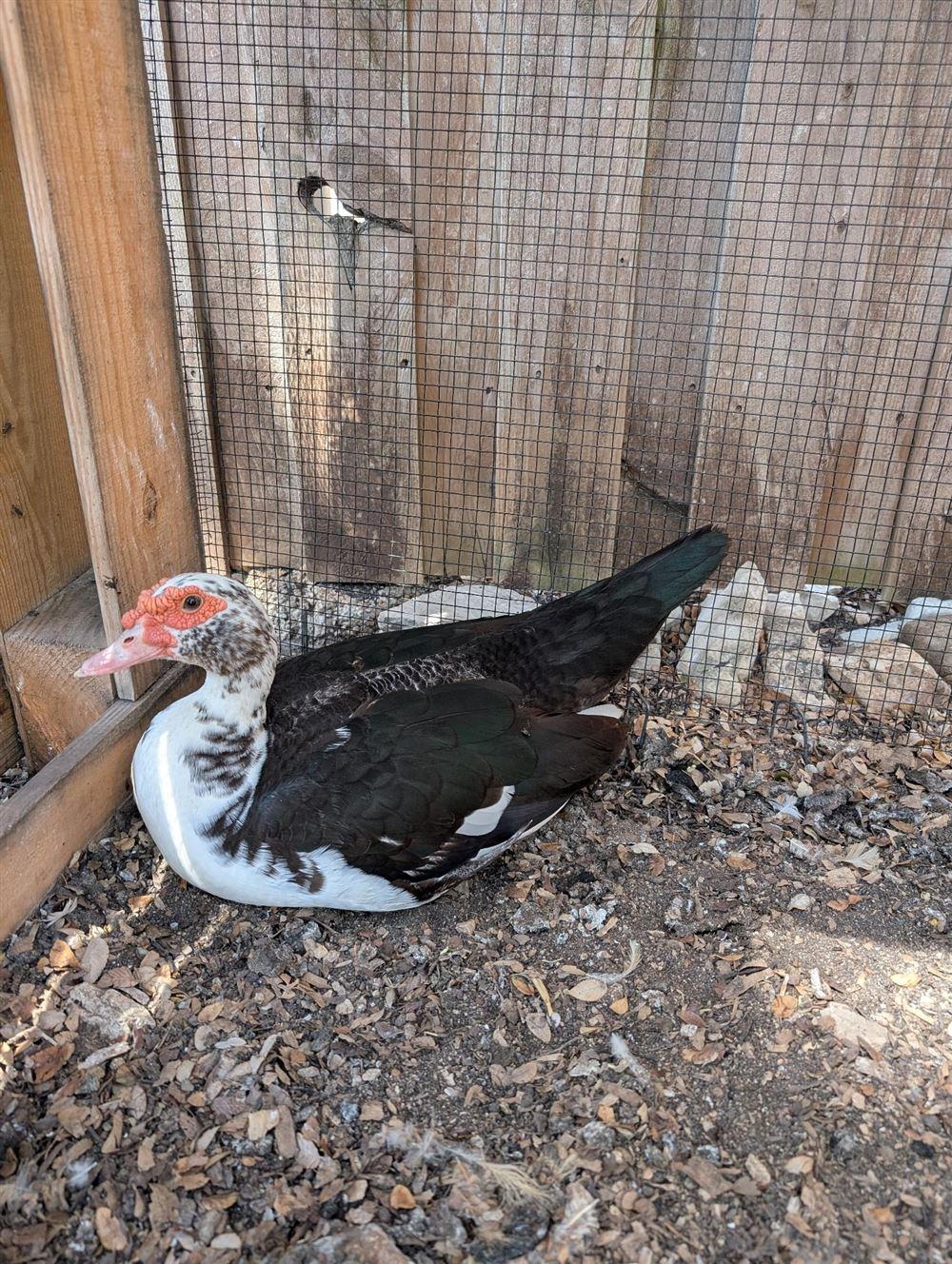 Photo of Duchess Waddlesworth