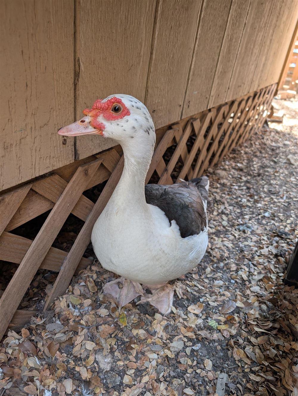 Photo of Dame Puddlemore