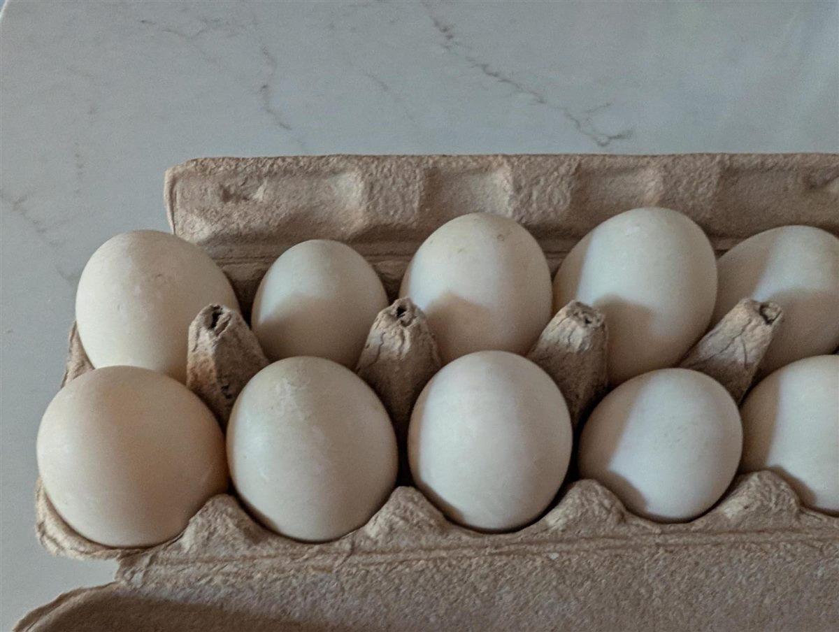 A carton of fresh Jen X Ranch duck eggs